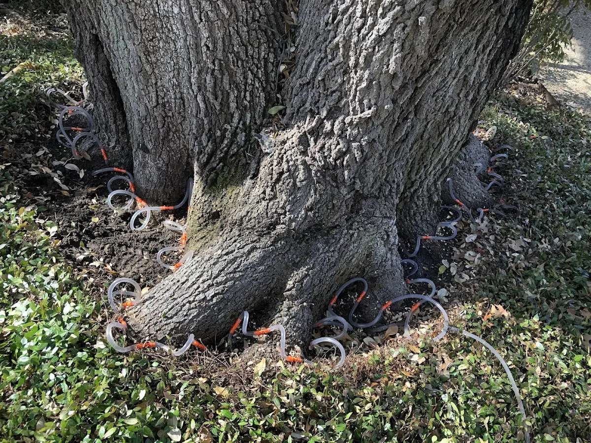 Detailed Tree Cabling and Bracing job site in Waldwick